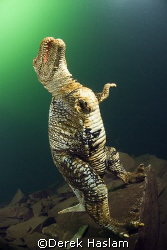 T rex. Vivian quarry. D200, 10.5mm. by Derek Haslam 
